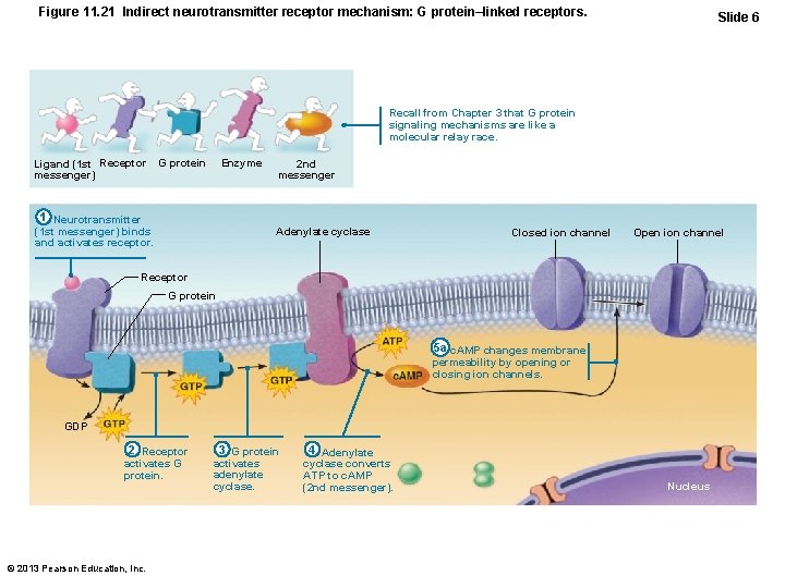 Figure 11. 21 Indirect neurotransmitter receptor mechanism: G protein–linked receptors. Slide 6 Recall from