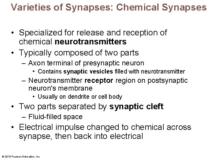 Varieties of Synapses: Chemical Synapses • Specialized for release and reception of chemical neurotransmitters