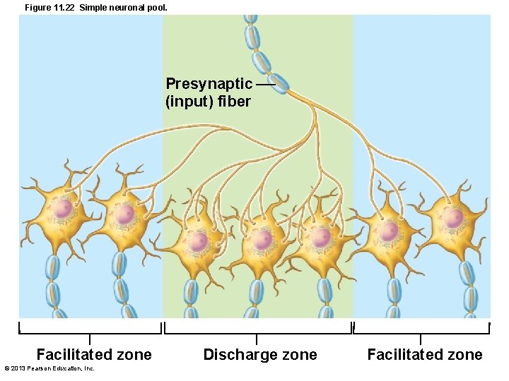 Figure 11. 22 Simple neuronal pool. Presynaptic (input) fiber Facilitated zone © 2013 Pearson
