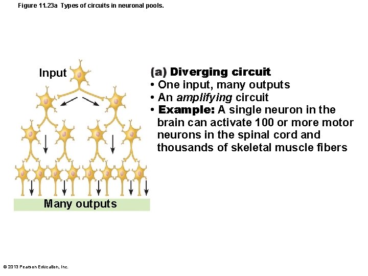 Figure 11. 23 a Types of circuits in neuronal pools. Input Many outputs ©