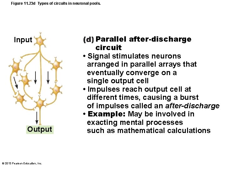 Figure 11. 23 d Types of circuits in neuronal pools. Input Output © 2013