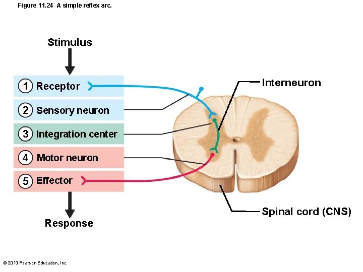 Figure 11. 24 A simple reflex arc. Stimulus 1 Receptor Interneuron 2 Sensory neuron