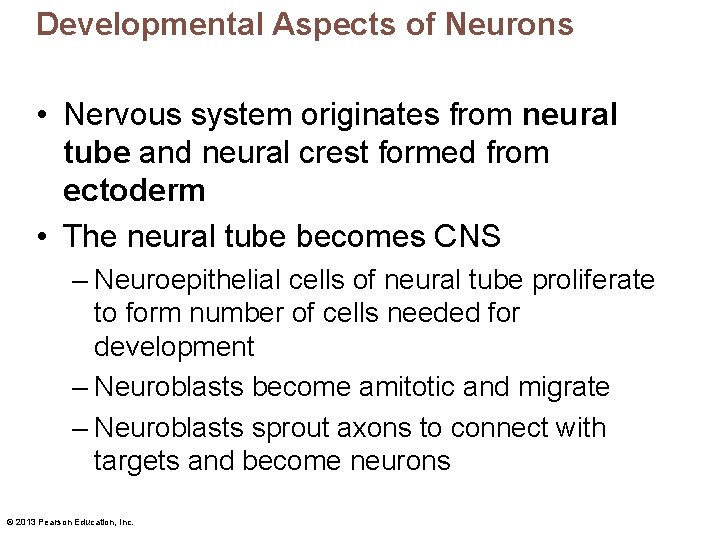 Developmental Aspects of Neurons • Nervous system originates from neural tube and neural crest