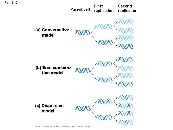 Fig. 16 -10 Parent cell (a) Conservative model (b) Semiconservative model (c) Dispersive model