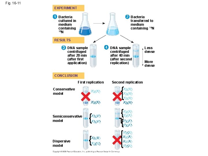 Fig. 16 -11 EXPERIMENT 1 Bacteria cultured in medium containing 15 N 2 Bacteria