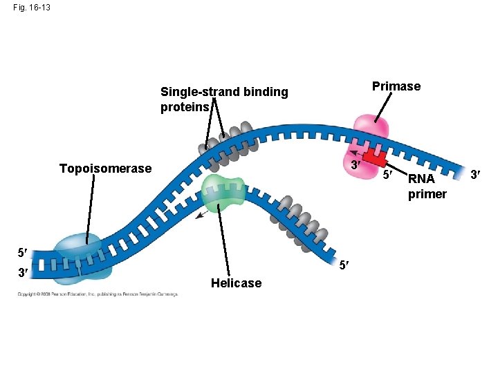 Fig. 16 -13 Primase Single-strand binding proteins 3 Topoisomerase 5 3 5 Helicase 5