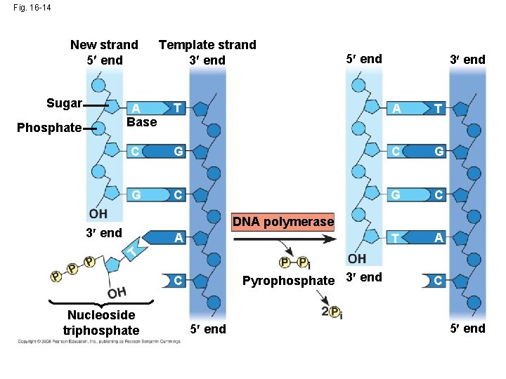 Fig. 16 -14 New strand 5 end Sugar 5 end 3 end T A