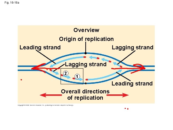 Fig. 16 -16 a Overview Origin of replication Leading strand Lagging strand 2 1