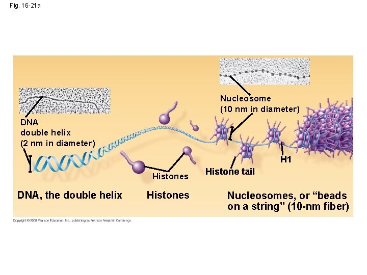 Fig. 16 -21 a Nucleosome (10 nm in diameter) DNA double helix (2 nm