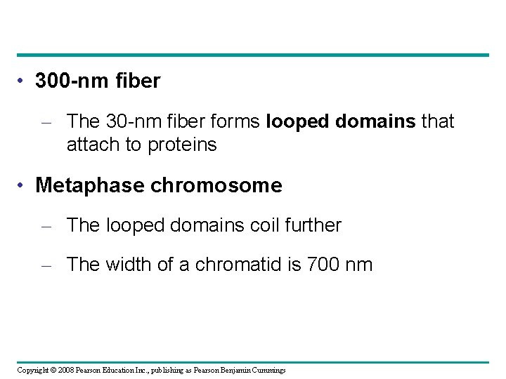  • 300 -nm fiber – The 30 -nm fiber forms looped domains that