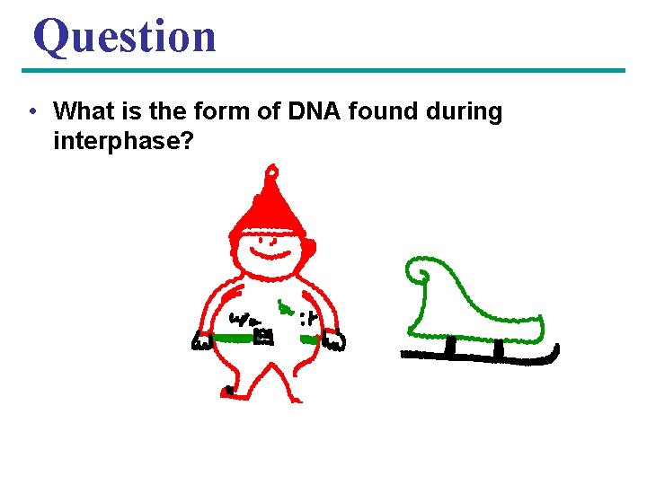 Question • What is the form of DNA found during interphase? 