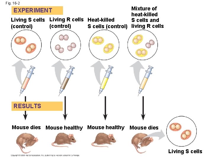 Fig. 16 -2 Mixture of heat-killed Living S cells Living R cells Heat-killed S