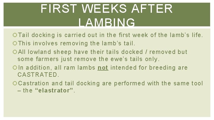 FIRST WEEKS AFTER LAMBING Tail docking is carried out in the first week of