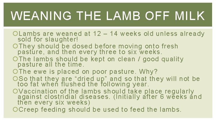 WEANING THE LAMB OFF MILK Lambs are weaned at 12 – 14 weeks old