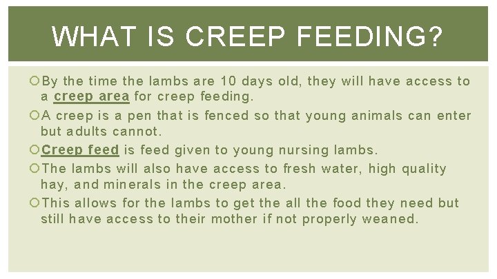 WHAT IS CREEP FEEDING? By the time the lambs are 10 days old, they