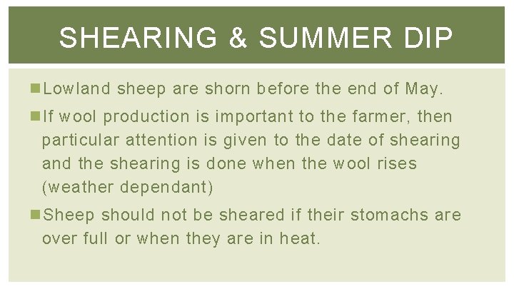 SHEARING & SUMMER DIP n Lowland sheep are shorn before the end of May.