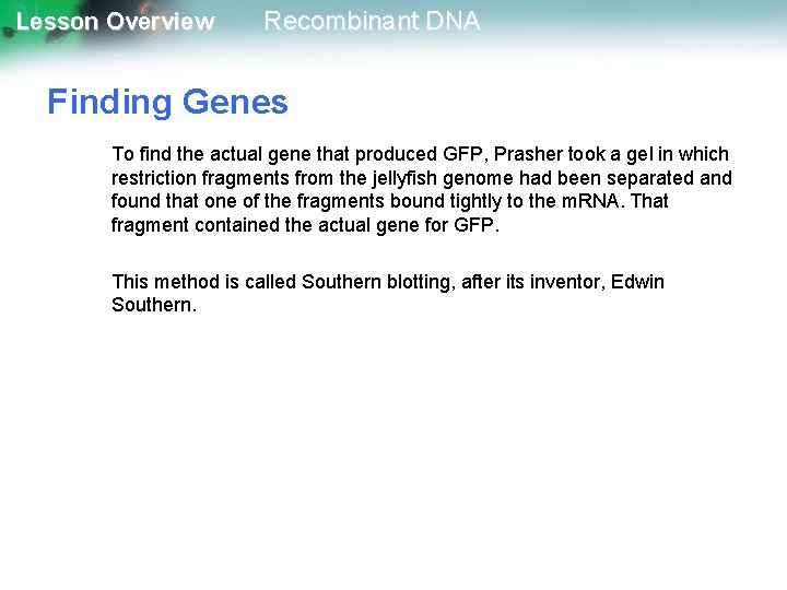 Lesson Overview Recombinant DNA Finding Genes To find the actual gene that produced GFP,