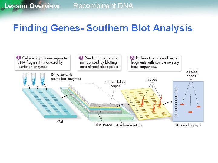 Lesson Overview Recombinant DNA Finding Genes- Southern Blot Analysis 