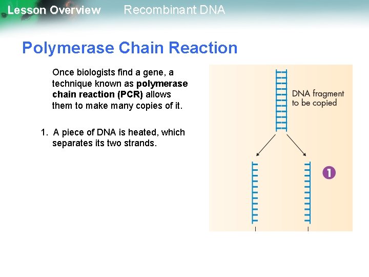 Lesson Overview Recombinant DNA Polymerase Chain Reaction Once biologists find a gene, a technique