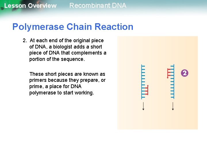Lesson Overview Recombinant DNA Polymerase Chain Reaction 2. At each end of the original