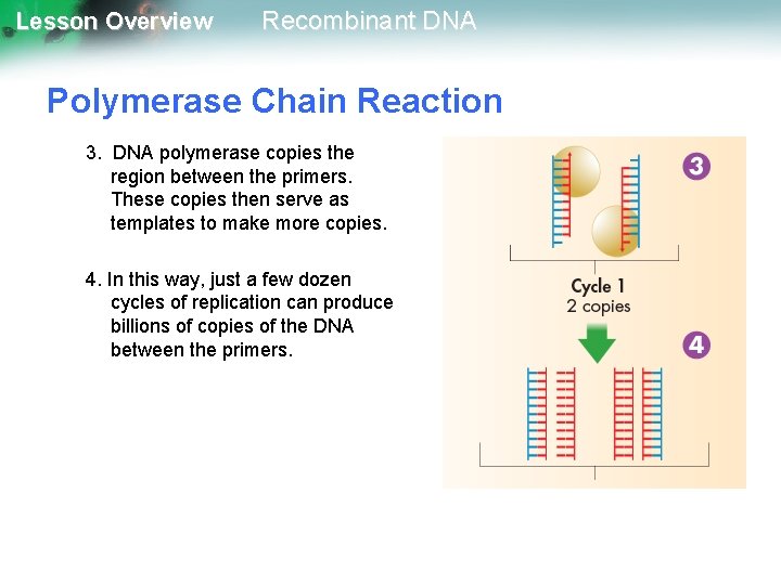 Lesson Overview Recombinant DNA Polymerase Chain Reaction 3. DNA polymerase copies the region between