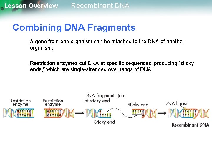 Lesson Overview Recombinant DNA Combining DNA Fragments A gene from one organism can be