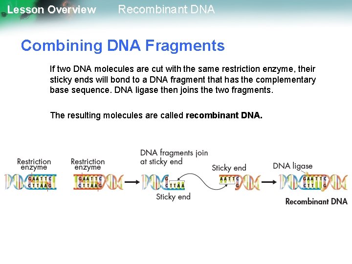 Lesson Overview Recombinant DNA Combining DNA Fragments If two DNA molecules are cut with