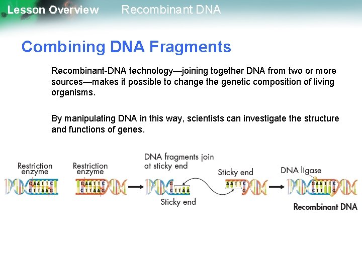 Lesson Overview Recombinant DNA Combining DNA Fragments Recombinant-DNA technology—joining together DNA from two or