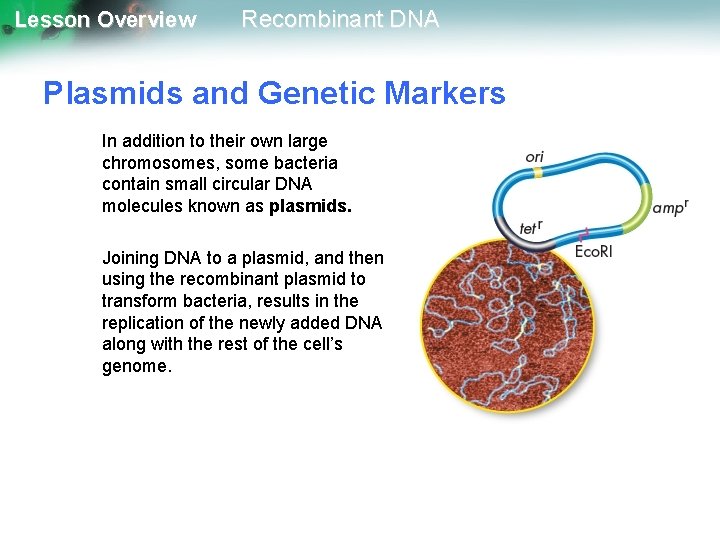 Lesson Overview Recombinant DNA Plasmids and Genetic Markers In addition to their own large
