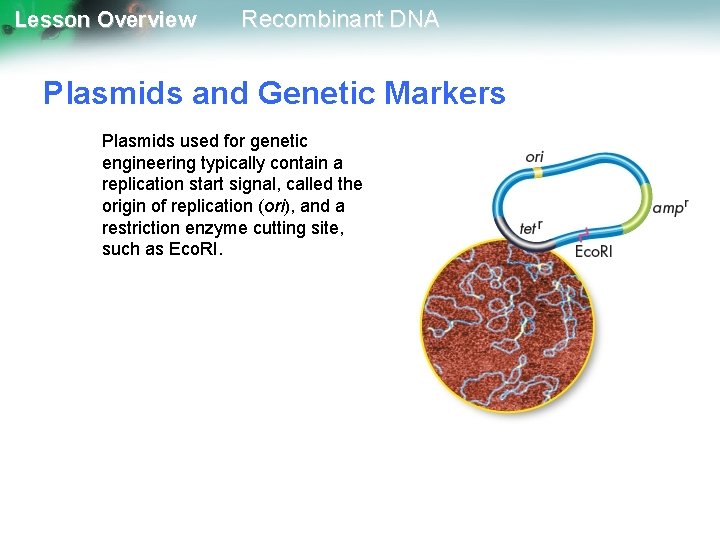 Lesson Overview Recombinant DNA Plasmids and Genetic Markers Plasmids used for genetic engineering typically
