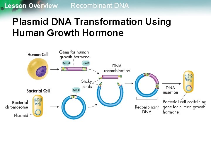 Lesson Overview Recombinant DNA Plasmid DNA Transformation Using Human Growth Hormone 