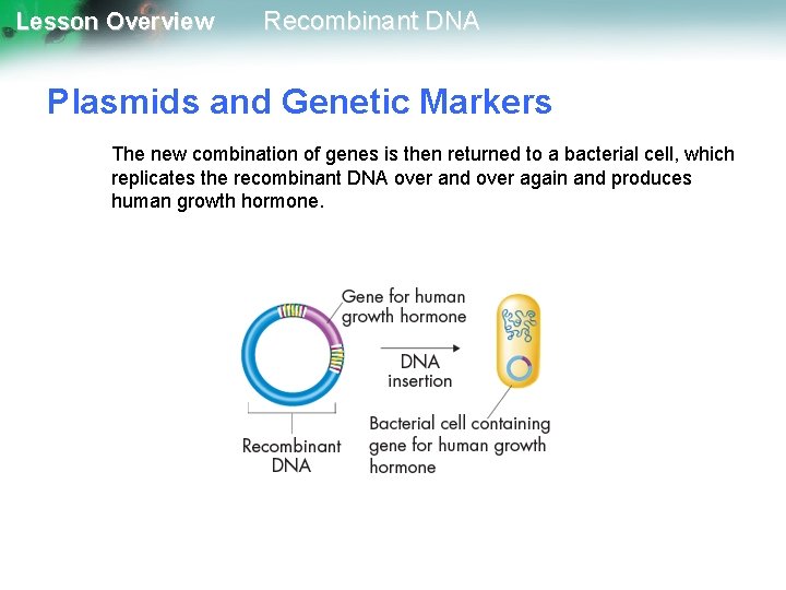 Lesson Overview Recombinant DNA Plasmids and Genetic Markers The new combination of genes is