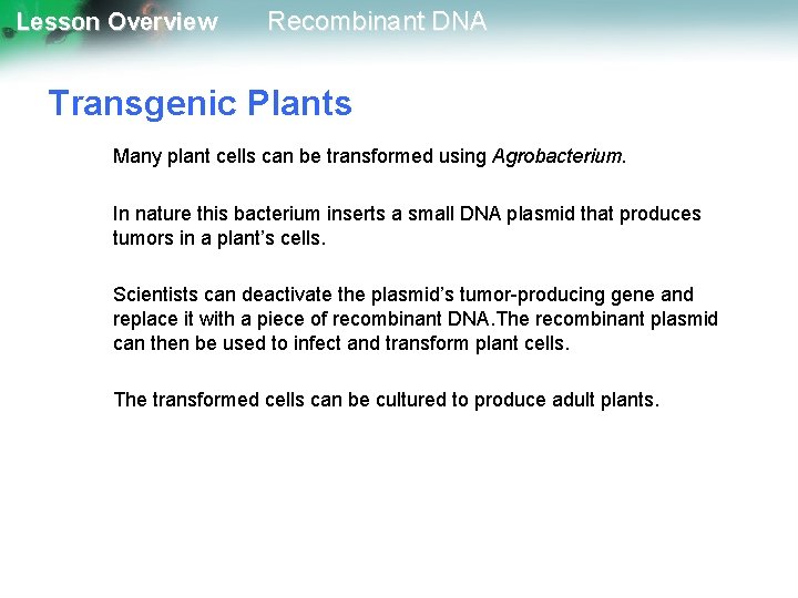 Lesson Overview Recombinant DNA Transgenic Plants Many plant cells can be transformed using Agrobacterium.
