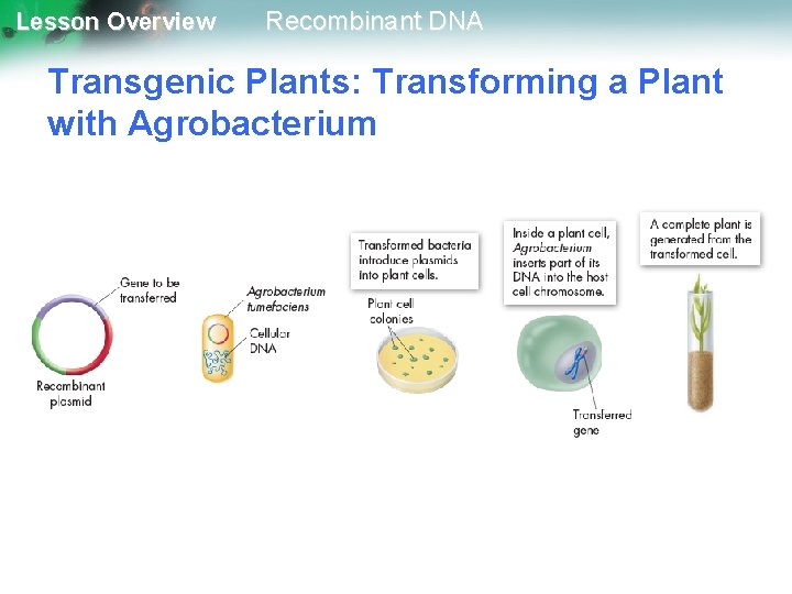 Lesson Overview Recombinant DNA Transgenic Plants: Transforming a Plant with Agrobacterium 