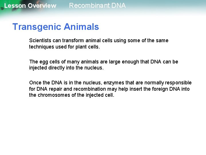 Lesson Overview Recombinant DNA Transgenic Animals Scientists can transform animal cells using some of