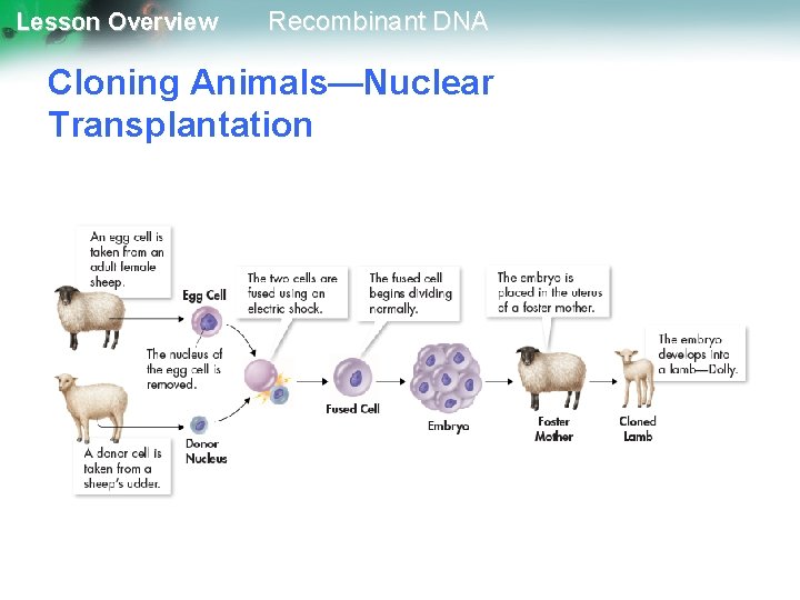 Lesson Overview Recombinant DNA Cloning Animals—Nuclear Transplantation 