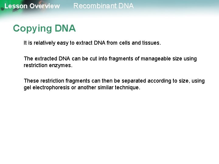 Lesson Overview Recombinant DNA Copying DNA It is relatively easy to extract DNA from