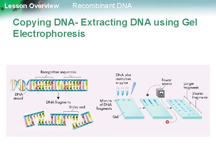 Lesson Overview Recombinant DNA Copying DNA- Extracting DNA using Gel Electrophoresis 