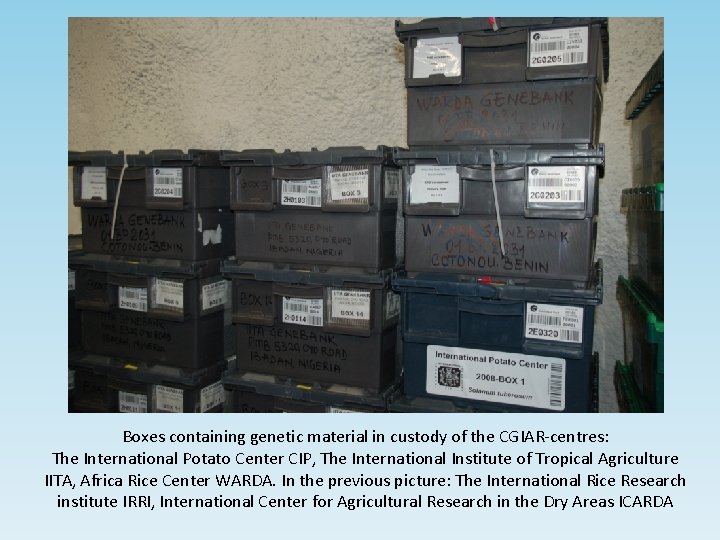 Boxes containing genetic material in custody of the CGIAR-centres: The International Potato Center CIP,