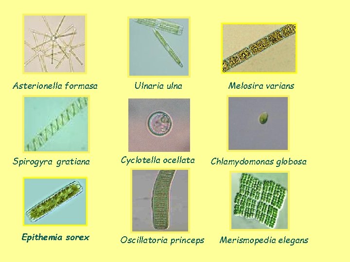 Asterionella formasa Spirogyra gratiana Epithemia sorex Ulnaria ulna Cyclotella ocellata Oscillatoria princeps Melosira varians