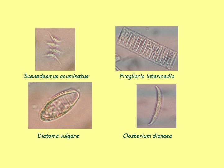 Scenedesmus acuminatus Diatoma vulgare Fragilaria intermedia Closterium dianaea 