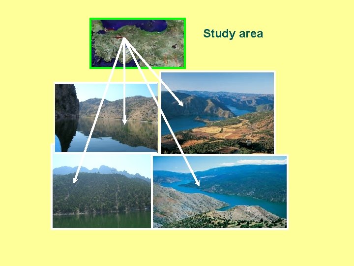 Study area 
