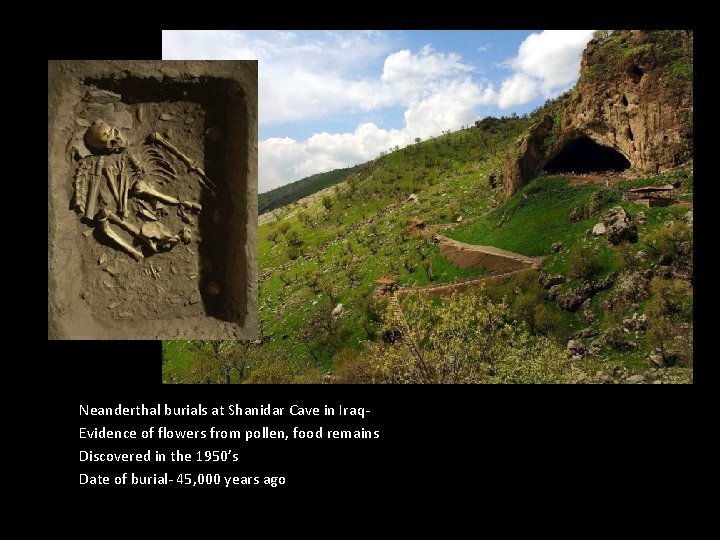 Neanderthal burials at Shanidar Cave in Iraq. Evidence of flowers from pollen, food remains