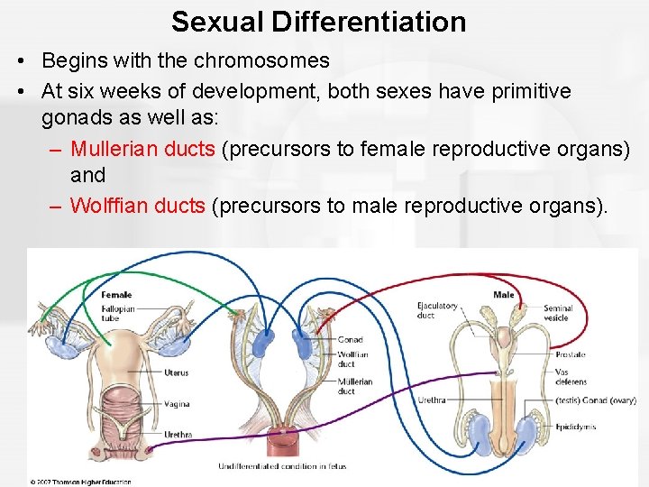 Sexual Differentiation • Begins with the chromosomes • At six weeks of development, both
