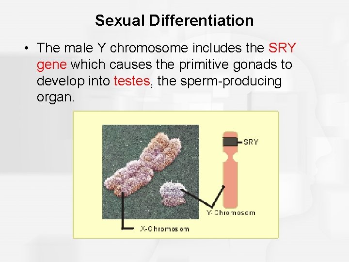 Sexual Differentiation • The male Y chromosome includes the SRY gene which causes the