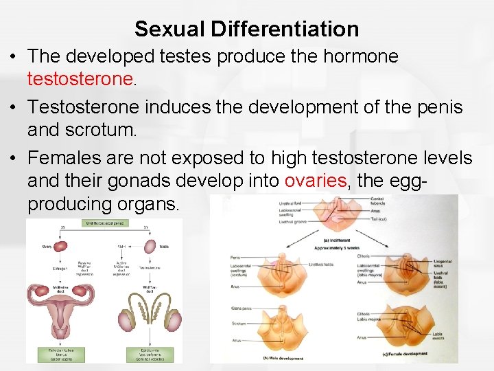 Sexual Differentiation • The developed testes produce the hormone testosterone. • Testosterone induces the