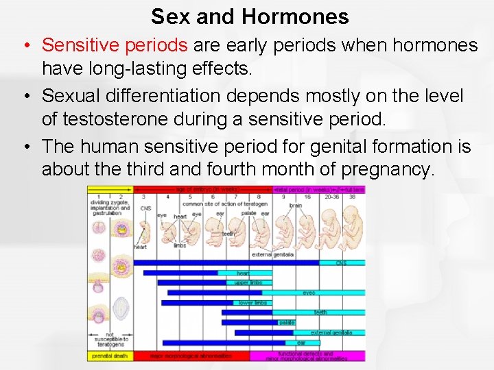 Sex and Hormones • Sensitive periods are early periods when hormones have long-lasting effects.