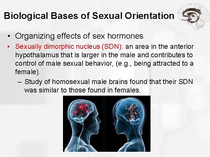 Biological Bases of Sexual Orientation • Organizing effects of sex hormones • Sexually dimorphic