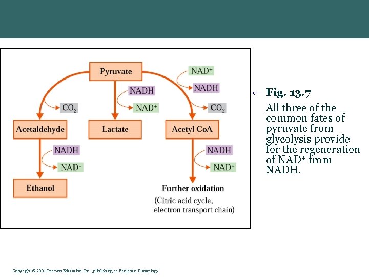 ← Fig. 13. 7 All three of the common fates of pyruvate from glycolysis