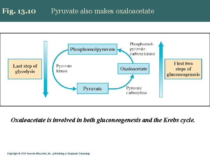 Fig. 13. 10 Pyruvate also makes oxaloacetate Oxaloacetate is involved in both gluconeogenesis and